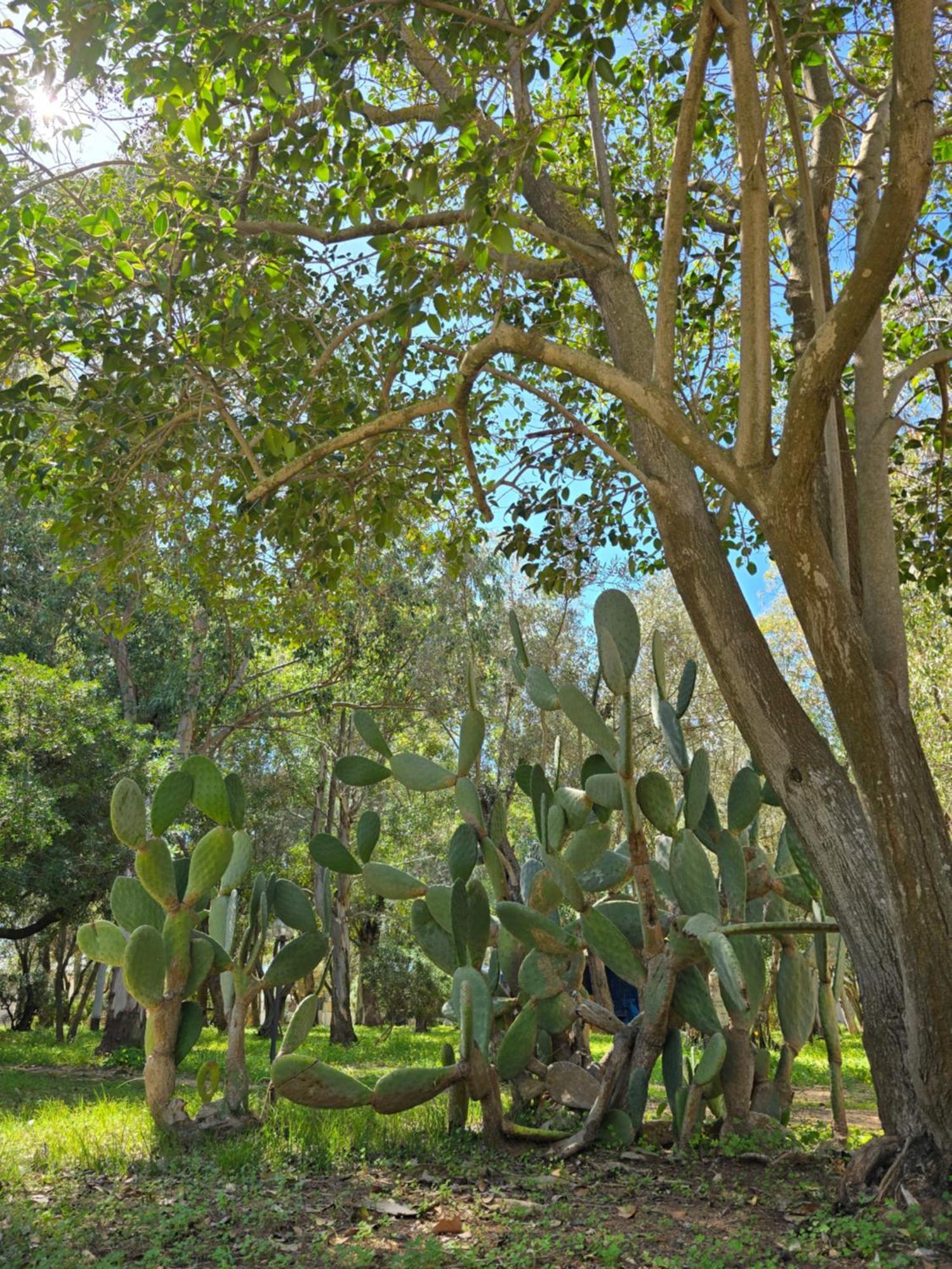 Village Camping Fico D'India Ovile la Marina Εξωτερικό φωτογραφία